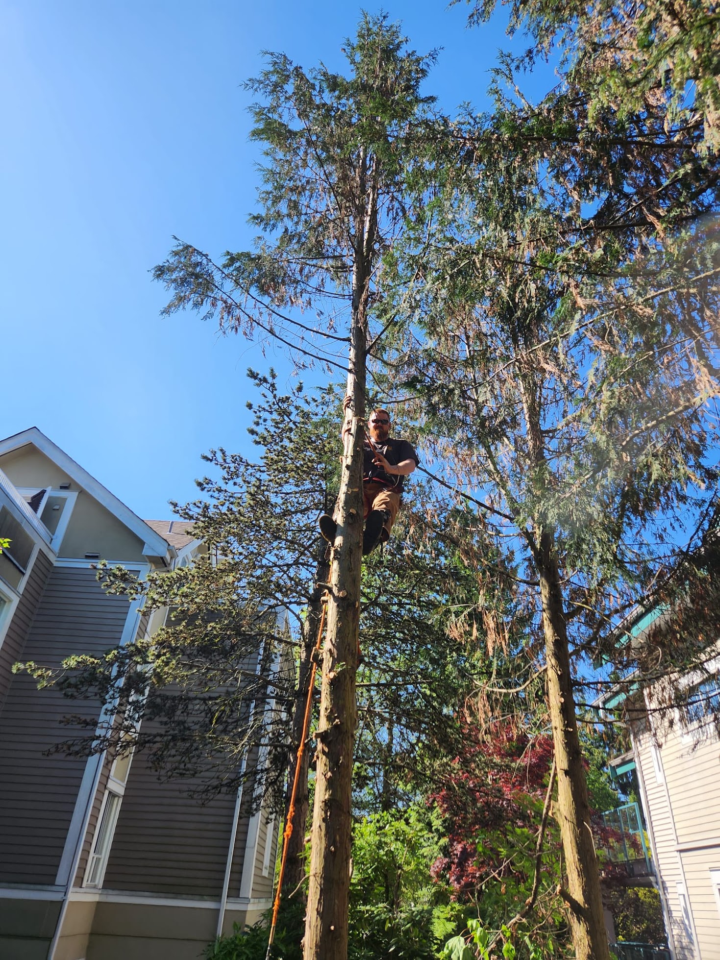 DKA arborist working high in a mature tree